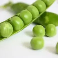 Une récolte de petits pois d'industrie encore plus faible que le prévisionnel. © Réussir