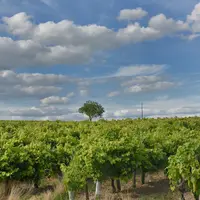 La vigne était en avance dans toutes les régions au 1er août 2020. © Réussir/Patrick Cronenberger ...