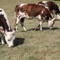 Les producteurs laitiers sont en manque de fourrages et de trésorerie. © Réussir