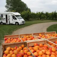 Une récoltes d'abricots confortable pour 2022