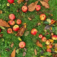 La récolte de pommes sera meilleure que prévue en 2022