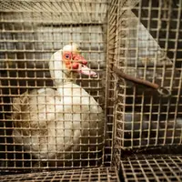 L214 a tourné des images il y a quelques jours dans un élevage de reproducteurs de canard à Lichos (64). © L214