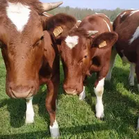 L’offre de gros bovins progresse, mais les prix restent stables