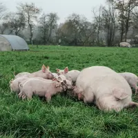 La viande de porc biologique peine à trouver des débouchés