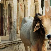 Où va la viande du plus grand cheptel bovin du monde ?