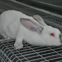 Lapin : la production poursuit son repli