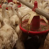 Production d'aliments : un repli plus marqué en volailles et porcs