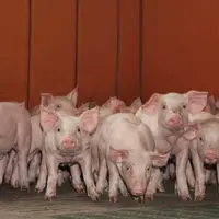 Hausse des prix du porc en France, stabilisation en Europe