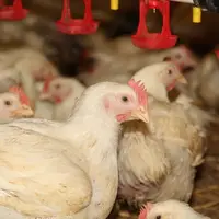 La production de poulet augmente où la PPA sévit. © Armelle Puybasset/Réussir