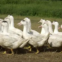 Canard gras : la grippe aviaire devrait peser sur la filière en 2022