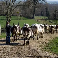 Collecte de lait : Quelles ont été les conséquences de la sécheresse estivale ?