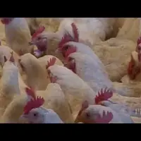 L'ONG américaine Pew estime que les consommateurs restent trop exposés aux salmonelles. © Pewtrusts