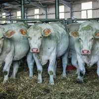 Les prix des gros bovins à des records partout en Europe