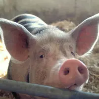 Repli habituel des prix du porc en octobre 