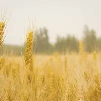© https://www.maxpixel.net/