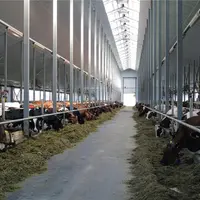Les prix des vaches vont-ils baisser en Europe ?