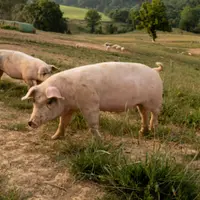 © Consortium du Jambon de ...