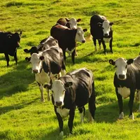 Les collectes de lait en Nouvelle-Zélande et en Australie sont attendues en repli en 2023, selon l’USDA.