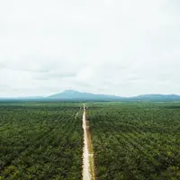 © RSPO