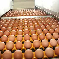 Œufs : hausse de la production française au dernier trimestre