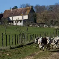 En Allemagne, le marché du lait bio est positif 