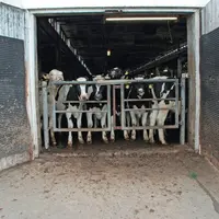 Vaches laitières : des prix records partout en Europe