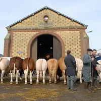 Gros bovins : les prix proches d’un plafond ?