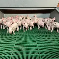 Porc : les opérateurs de l'amont soufflent un peu
