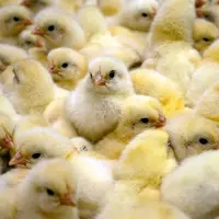 © Animal Equality