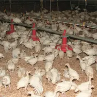 Au Royaume-Uni, la grippe aviaire menace la dinde du réveillon