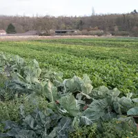 Le conseil municipal a voté le 9 décembre une subvention de 5000 euros à l’association Coopération pour une ambition agricole rurale et métropolitaine
