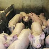 Porc : une année difficile pour la Pologne