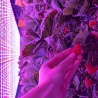 La ferme urbaine d'Agricool produira 1000 barquettes de fraises par semaine. © DR