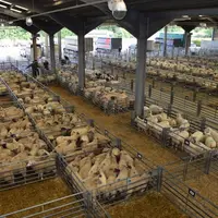 export agneau