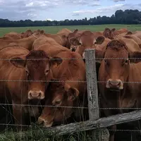 vache