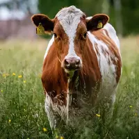 Si le pâturage n'est pas un indicateur de bien-être animal en soi, la filière laitière s'est engagée à maintenir le haut niveau français.