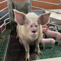 Porc