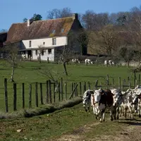 Attention, cette photo n'est pas une photo Réussir. © Charly Triballeau/Commission européenne /AFP. vaches laitières de race normande sur le chemin me