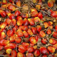 Moins de 0,4 % de l’huile de palme importée par l’UE est bio.