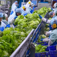 Ligne de production des salades en sachets Les Crudettes.