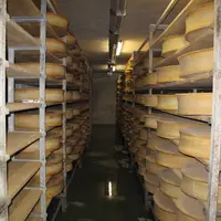 Froids et humides, les ateliers d'affinage offrent de bonnes conditions aux listérias pour se développer.