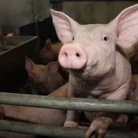 Elevage porcin. Porcs à l'engraissement . production porcine. porc. tête de cochon. oreilles. groin.