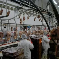 DŽcoupe de dinde manuelle- abattoir SNV -lieu inconnu