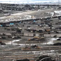 feedlot en hiver