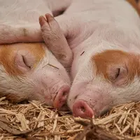 Le nombre de porcs a chuté de 4 à 5 %