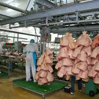 abattage decoupe porc cooperl abattoir salaison Reussir.jpg