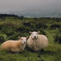 moutons dans un champ