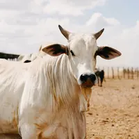 La production mondiale de viande bovine va progresser de 1 % en 2022