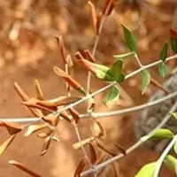 xylella