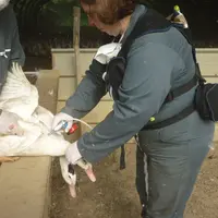 vaccination decanards contre la grippe aviaire